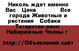 Николь ждет именно Вас › Цена ­ 25 000 - Все города Животные и растения » Собаки   . Татарстан респ.,Набережные Челны г.